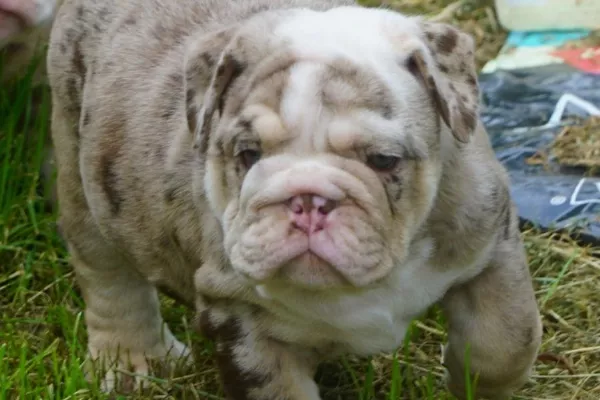 English Bulldog Benny