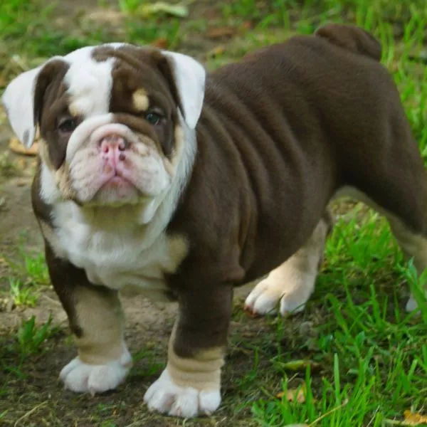 English Bulldog Blue