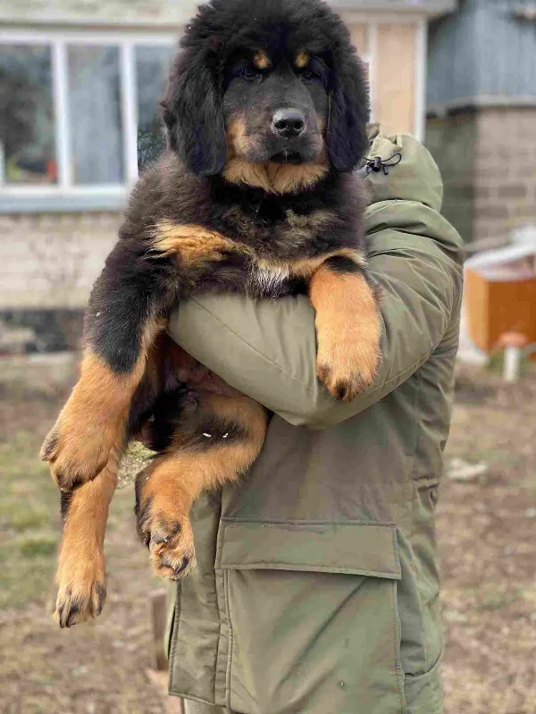 Tibetan Mastiff Jax