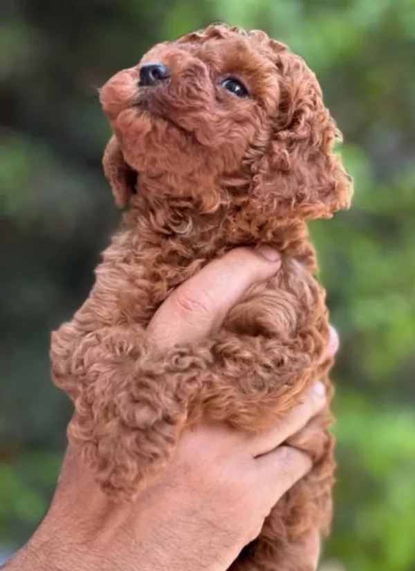 Toy Poodle Josie