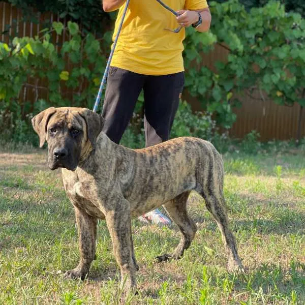 Perro de Presa Canario Jasper
