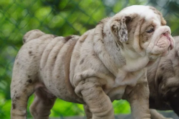 English Bulldog Beau
