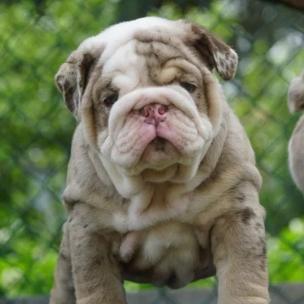 Meet Beau