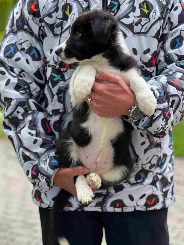 Border Collie Ranger