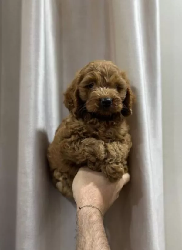 Meet Winston