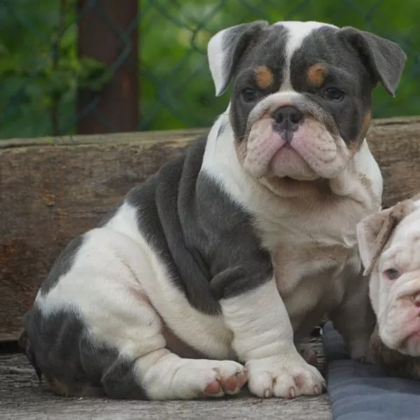 English Bulldog Bixie