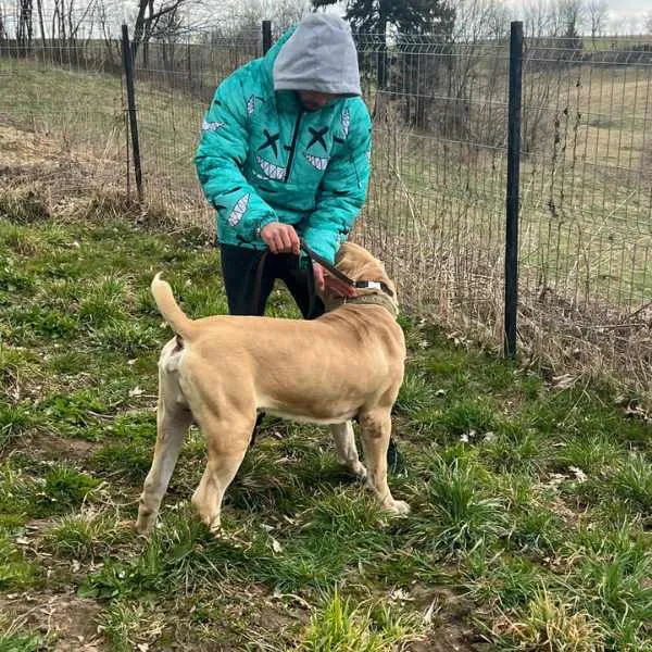 Boerboel Frankie