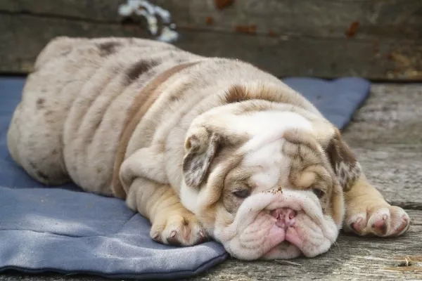 English Bulldog Beau