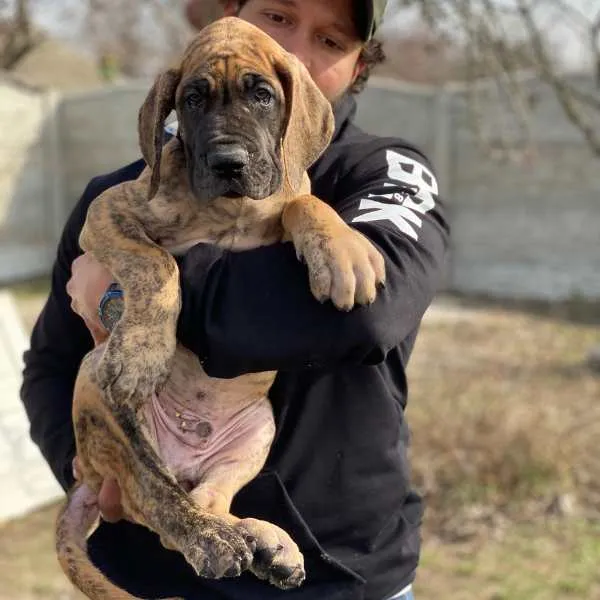 Meet Rex