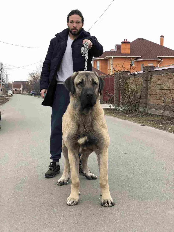 Kangal Shepherd Bo