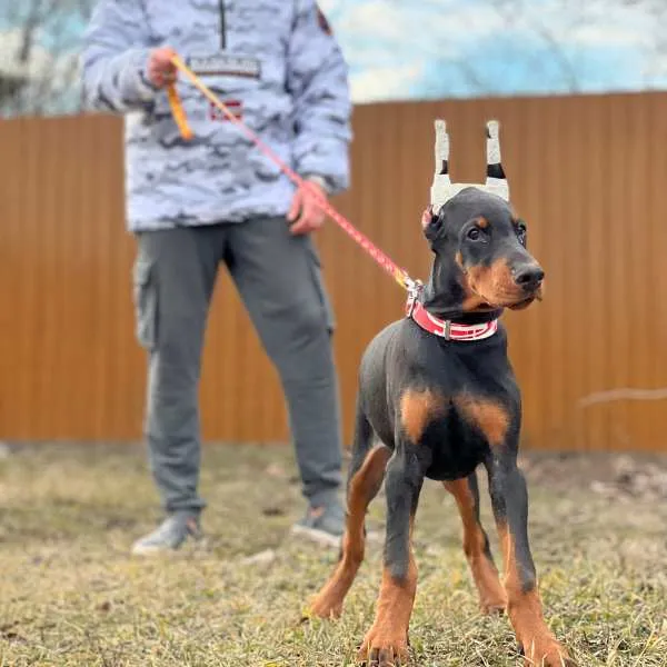 Doberman Bruno