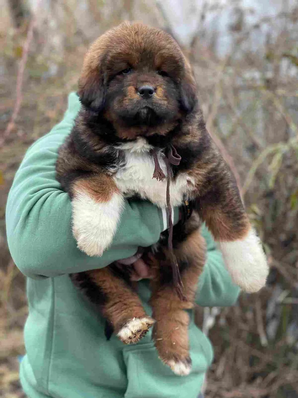 Tibetan Mastiff Atlas