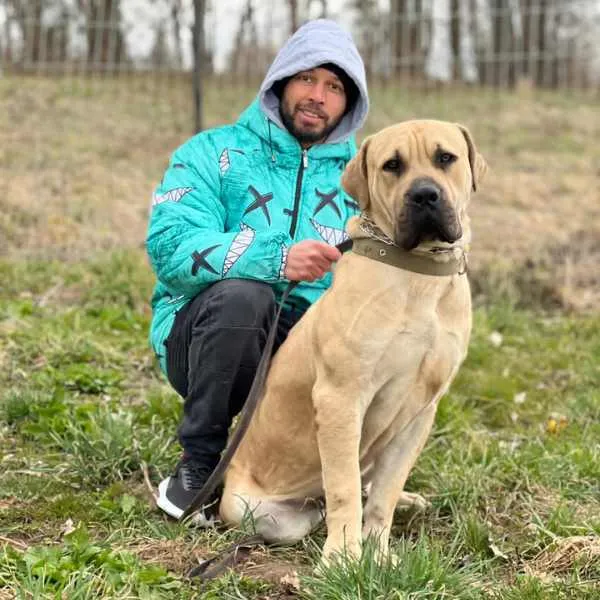 Boerboel Frankie