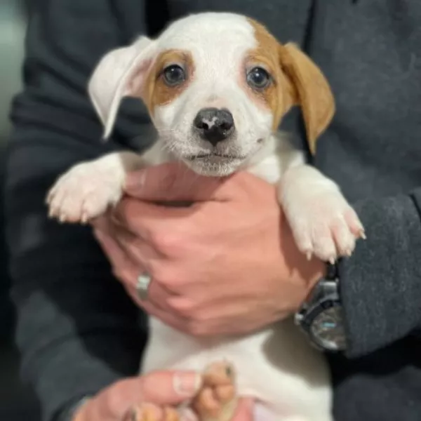 Jack Russell Terrier Theo