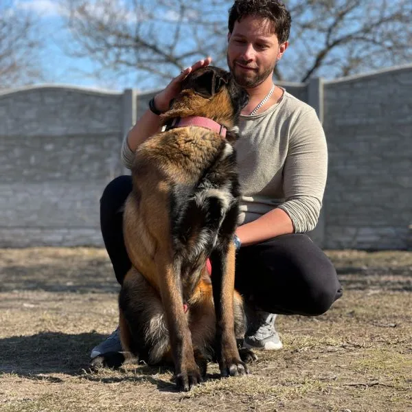 Belgian malinois King