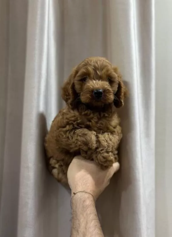 Cockapoo Winston