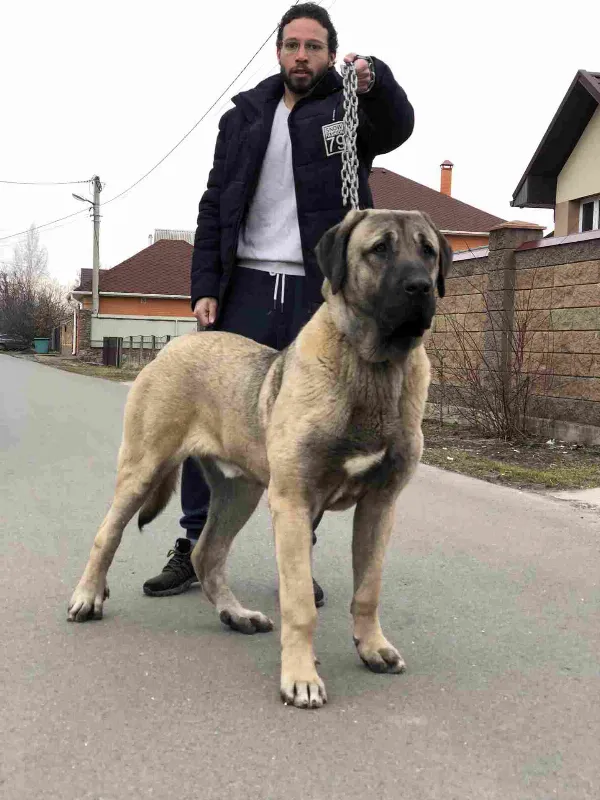 Kangal Shepherd Bo