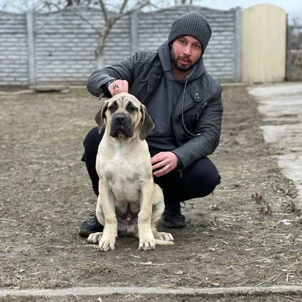 Perro de Presa Canario Benji