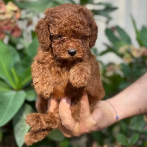Meet Alfredo