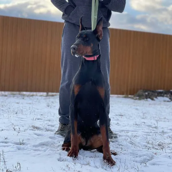 Doberman Skye