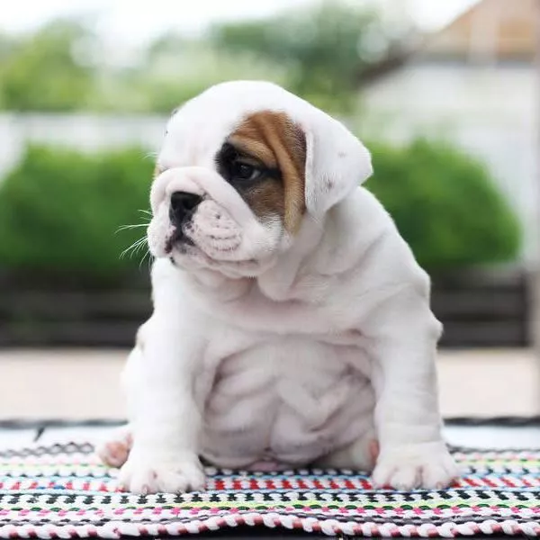 English Bulldog BEST