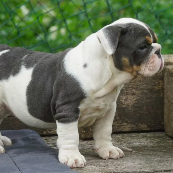 English Bulldog Bixie