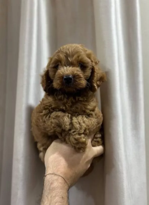 Cockapoo Winston