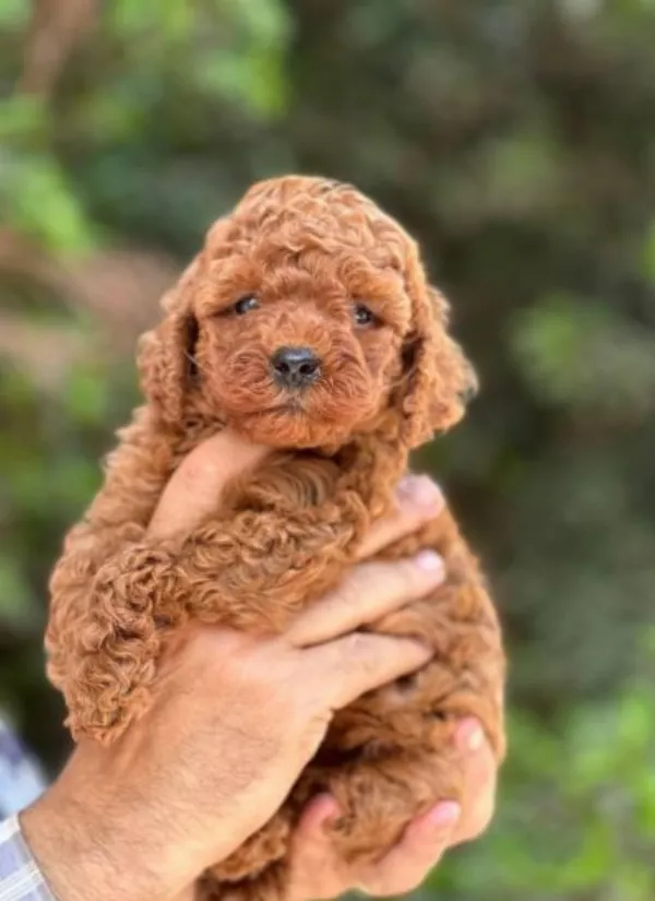 Toy Poodle Josie