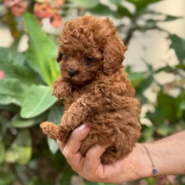 Poodle Dog Alfons