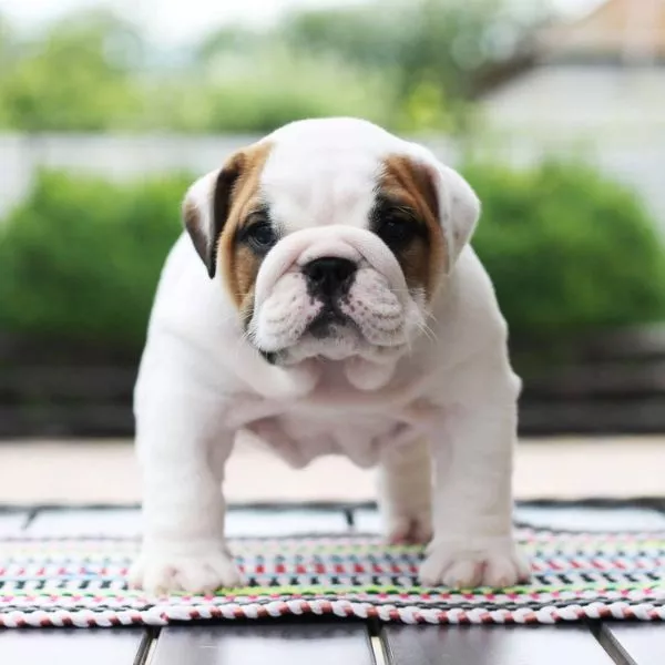 Meet BEST