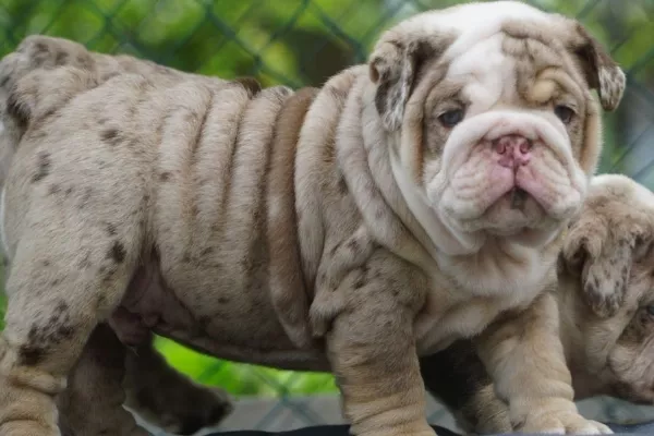 English Bulldog Beau