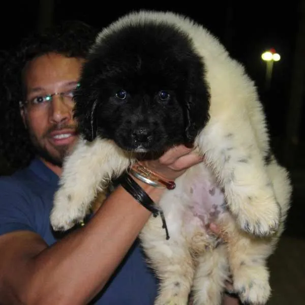 Newfoundland Jackson