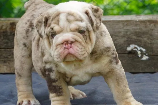 English Bulldog Benny