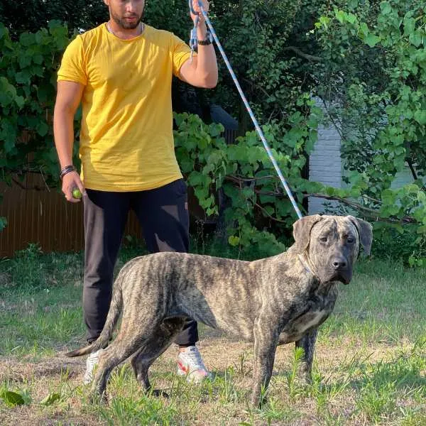 Perro de Presa Canario Jasper