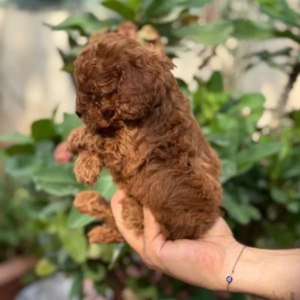 Poodle Dog Alfredo