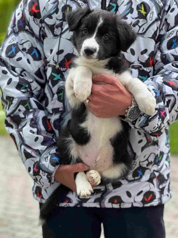 Border Collie Ranger