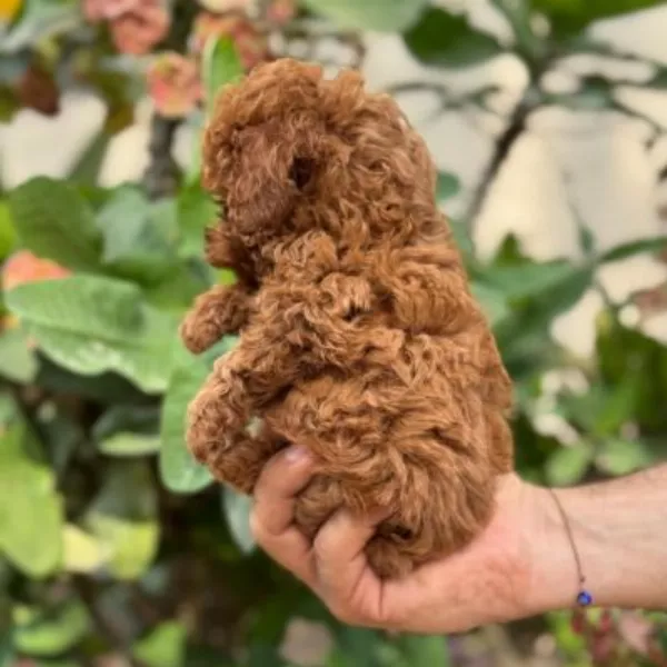 Poodle Dog Alfons