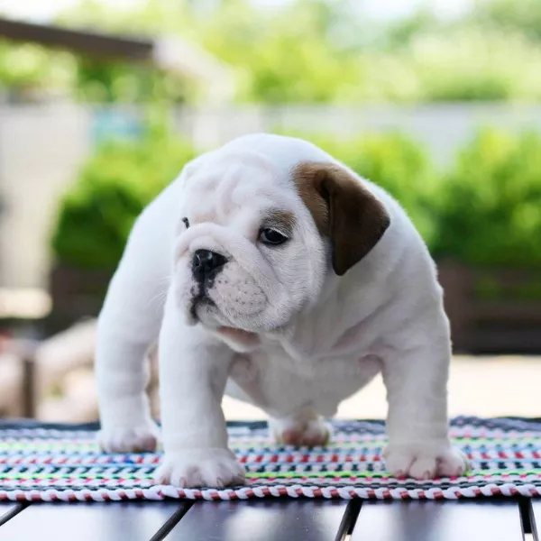 English Bulldog BRUNO 
