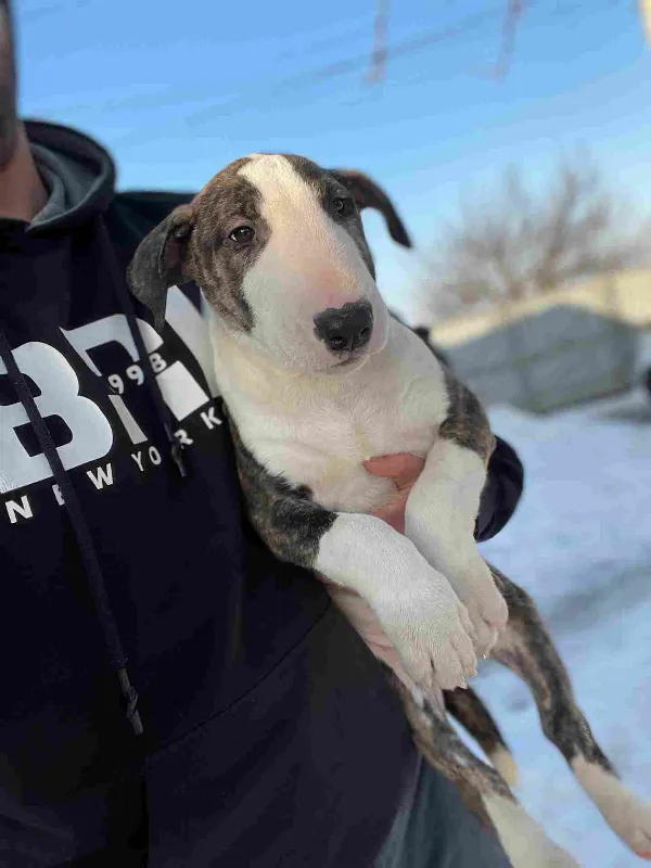Bull Terrier Simba