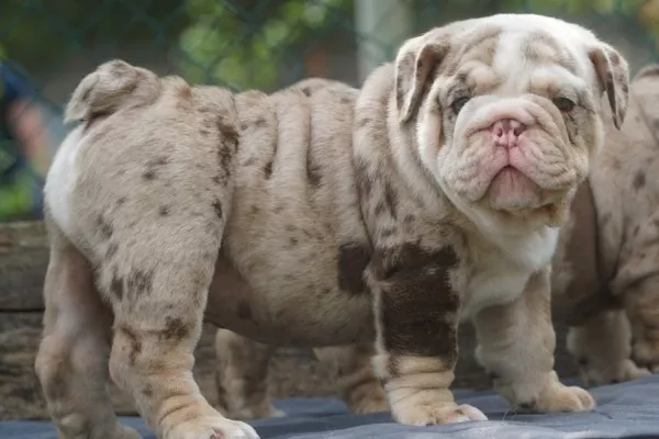 English Bulldog Benny