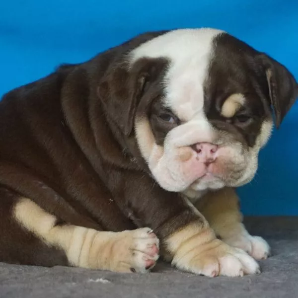 English Bulldog Bailey