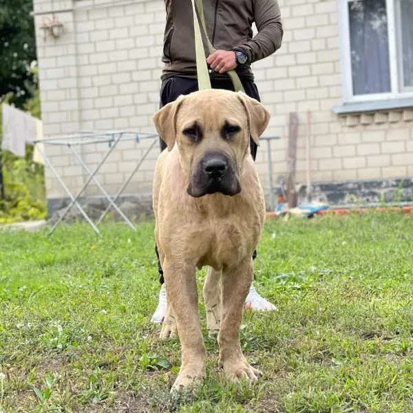 Boerboel Otis