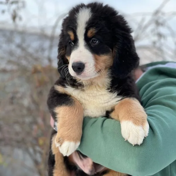 Bernese Mountain Kilo