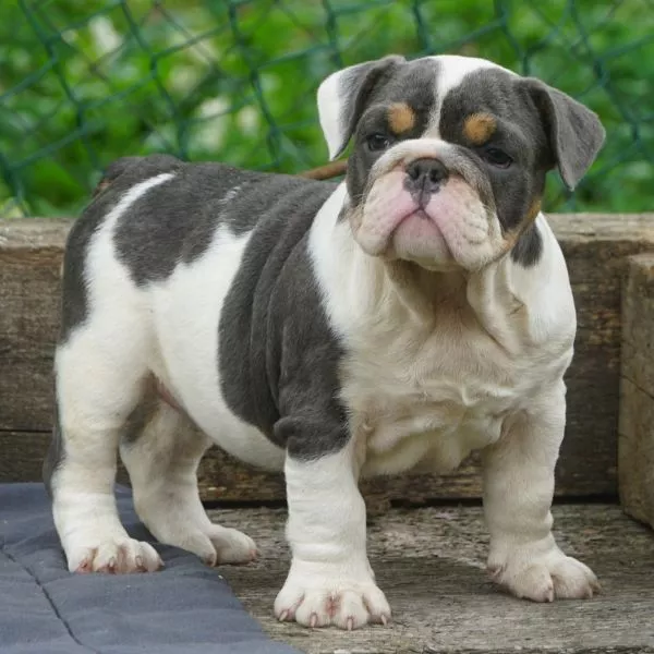 Meet Bixie
