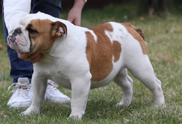 English Bulldog Delaila