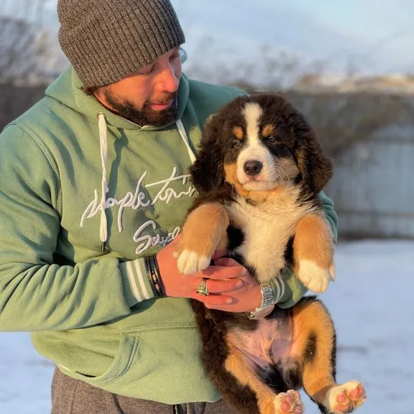 Bernese Mountain Kilo