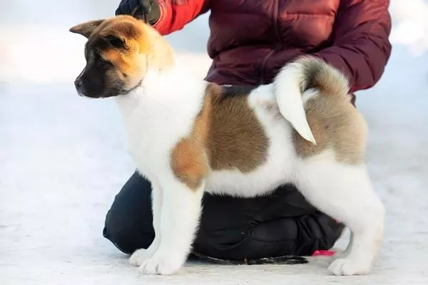 American Akita Dog Breed Information: Temperament, Care & Health
