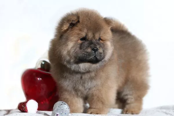 Chow Chow Dog Breed Guide: Temperament, Grooming, Health & More