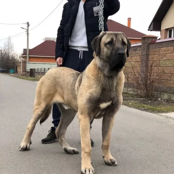 Kangal Shepherd Dog Breed Guide Temperament Care Training