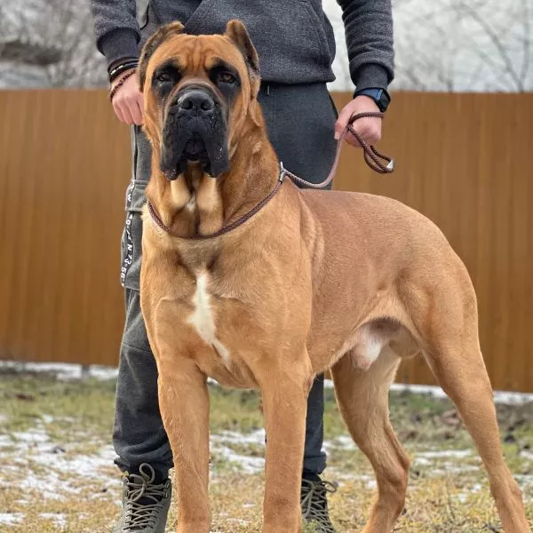 Cane Corso Dog Breed Guide – Temperament, Care, Health & Training